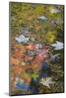 Autumn Reflections on Hidden Lake, Delaware Water Gap National Recreation Area, Pennsylvania-Judith Zimmerman-Mounted Photographic Print