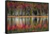 Autumn Reflections-Danny Head-Framed Stretched Canvas