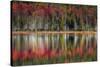 Autumn Reflections-Danny Head-Stretched Canvas