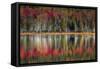 Autumn Reflections-Danny Head-Framed Stretched Canvas