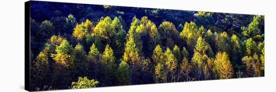 Autumn Ridge II-Alan Hausenflock-Stretched Canvas