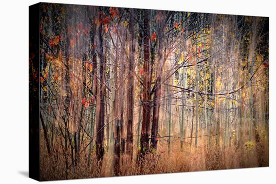 Autumn Riot-Ursula Abresch-Stretched Canvas