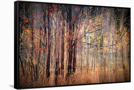 Autumn Riot-Ursula Abresch-Framed Stretched Canvas