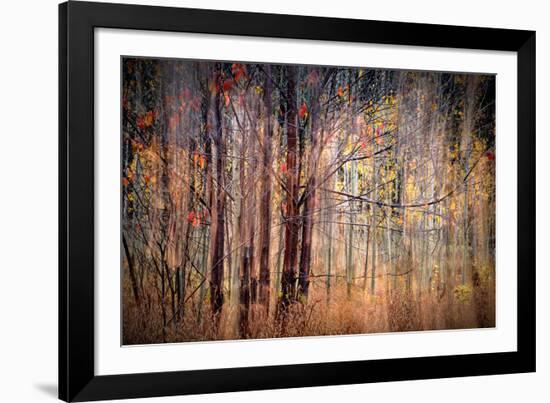 Autumn Riot-Ursula Abresch-Framed Photographic Print