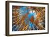 Autumn Riot-Ursula Abresch-Framed Photographic Print