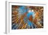 Autumn Riot-Ursula Abresch-Framed Photographic Print