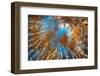 Autumn Riot-Ursula Abresch-Framed Photographic Print