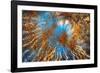 Autumn Riot-Ursula Abresch-Framed Photographic Print