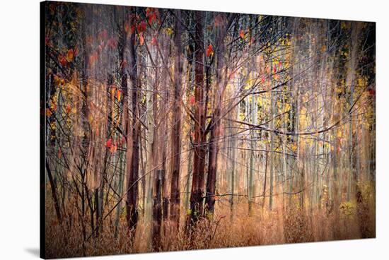 Autumn Riot-Ursula Abresch-Stretched Canvas