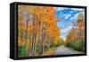 Autumn Road Through Acadia National Park, Fall Foilage New England-Vincent James-Framed Stretched Canvas