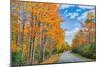 Autumn Road Through Acadia National Park, Fall Foilage New England-Vincent James-Mounted Photographic Print