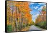 Autumn Road Through Acadia National Park, Fall Foilage New England-Vincent James-Framed Stretched Canvas