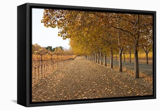 Autumn Rows-Lance Kuehne-Framed Stretched Canvas