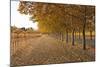 Autumn Rows-Lance Kuehne-Mounted Photographic Print