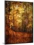 Autumn's Enchanted Forest-Christy Ann-Mounted Giclee Print
