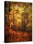 Autumn's Enchanted Forest-Christy Ann-Stretched Canvas