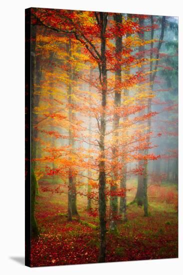 Autumn's End-Philippe Sainte-Laudy-Stretched Canvas