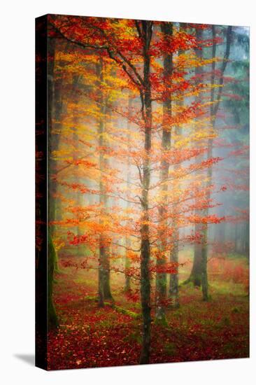 Autumn's End-Philippe Sainte-Laudy-Stretched Canvas