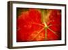 Autumn's Fire-Jessica Rogers-Framed Giclee Print