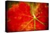 Autumn's Fire-Jessica Rogers-Stretched Canvas