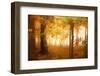 Autumn's Rainbow-Carrie Ann Grippo-Pike-Framed Photographic Print