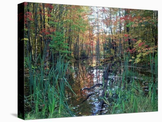 Autumn Scene in Woodland with Stream, Wisconsin, USA-Larry Michael-Stretched Canvas