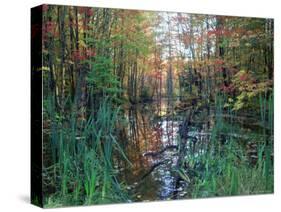 Autumn Scene in Woodland with Stream, Wisconsin, USA-Larry Michael-Stretched Canvas