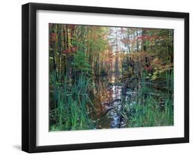 Autumn Scene in Woodland with Stream, Wisconsin, USA-Larry Michael-Framed Photographic Print