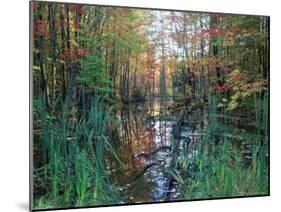 Autumn Scene in Woodland with Stream, Wisconsin, USA-Larry Michael-Mounted Photographic Print