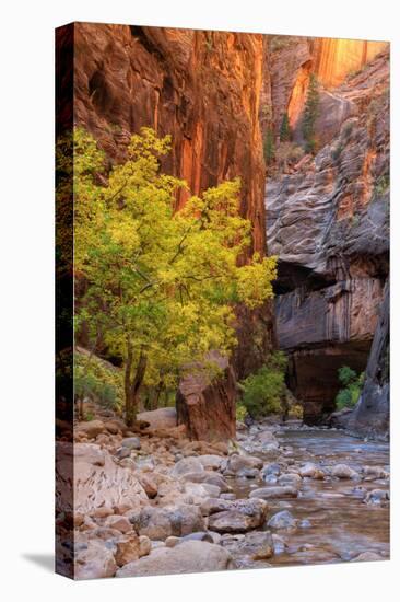 Autumn Scene, Virgin Narrows, Southern Utah-Vincent James-Stretched Canvas