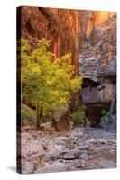 Autumn Scene, Virgin Narrows, Southern Utah-Vincent James-Stretched Canvas