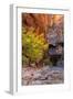 Autumn Scene, Virgin Narrows, Southern Utah-Vincent James-Framed Photographic Print