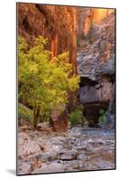 Autumn Scene, Virgin Narrows, Southern Utah-Vincent James-Mounted Photographic Print