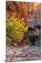 Autumn Scene, Virgin Narrows, Southern Utah-Vincent James-Mounted Photographic Print