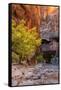 Autumn Scene, Virgin Narrows, Southern Utah-Vincent James-Framed Stretched Canvas