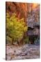 Autumn Scene, Virgin Narrows, Southern Utah-Vincent James-Stretched Canvas