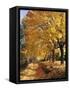 Autumn Scenery, Country Lane, Broad-Leaved Trees-Thonig-Framed Stretched Canvas