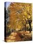 Autumn Scenery, Country Lane, Broad-Leaved Trees-Thonig-Stretched Canvas