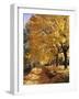 Autumn Scenery, Country Lane, Broad-Leaved Trees-Thonig-Framed Photographic Print