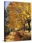 Autumn Scenery, Country Lane, Broad-Leaved Trees-Thonig-Stretched Canvas