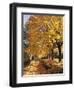 Autumn Scenery, Country Lane, Broad-Leaved Trees-Thonig-Framed Photographic Print