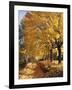 Autumn Scenery, Country Lane, Broad-Leaved Trees-Thonig-Framed Photographic Print