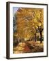 Autumn Scenery, Country Lane, Broad-Leaved Trees-Thonig-Framed Photographic Print