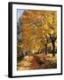 Autumn Scenery, Country Lane, Broad-Leaved Trees-Thonig-Framed Photographic Print