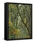 Autumn Scenic of Forest Trees, Champoeg State Park, Oregon, USA-Jaynes Gallery-Framed Stretched Canvas