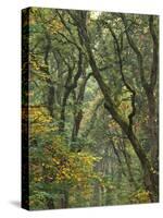 Autumn Scenic of Forest Trees, Champoeg State Park, Oregon, USA-Jaynes Gallery-Stretched Canvas