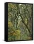 Autumn Scenic of Forest Trees, Champoeg State Park, Oregon, USA-Jaynes Gallery-Framed Stretched Canvas