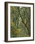 Autumn Scenic of Forest Trees, Champoeg State Park, Oregon, USA-Jaynes Gallery-Framed Photographic Print