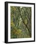 Autumn Scenic of Forest Trees, Champoeg State Park, Oregon, USA-Jaynes Gallery-Framed Photographic Print