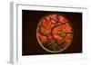 Autumn Sense-Tony Xu-Framed Photographic Print